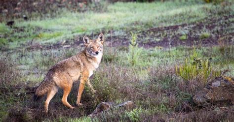 Coyote Hunting In Florida An Ultimate Guide For 2023 Huntingbible