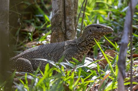 5 Best Pet Monitor Lizard Species With Pictures Pet Keen