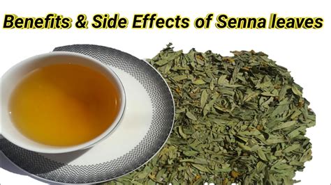 Senna Leaves Senna Tea How To Prepare Senna Leaves Tea Sana Makki Ke Fayde Youtube