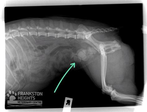 Tillyxray Frankston Heights Veterinary Centre