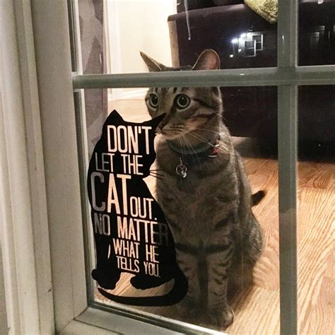 Пин от пользователя Sharon Crowder на доске Cats In Windows Домашнее