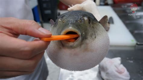 Pufferfish Eating A Carrot Know Your Meme
