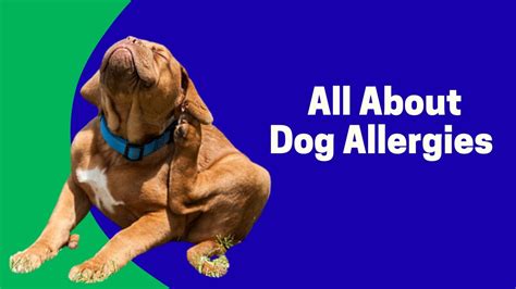 All About Dog Allergies Youtube