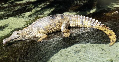 Крокодил Джонстона фото ареал проживання крокодила джонстона
