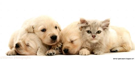 How to adopt a puppy. Cute Kittens And Puppies Sleeping Together | Amazing ...