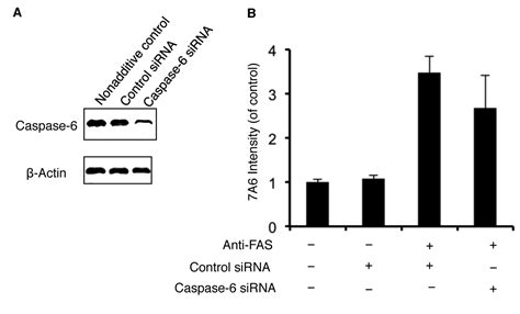 Caspase 6 Induces 7a6 Antigen Localization To Mitochondria During Fas