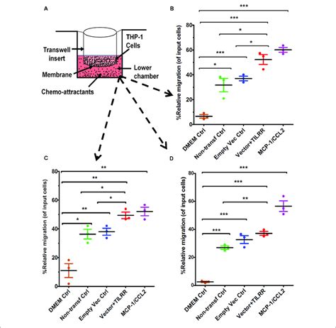 Thp 1 Monocytes Migration Toward Tilrr Modulated Cervical Cell