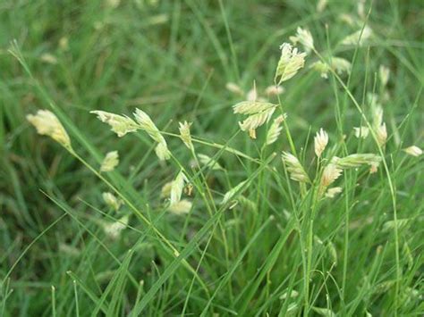 In order to achieve a good balance of growing grasses and grass cover, you will need to rotate grasses about the yard on a regular basis. Buffalograss seeds, Buchloe dactyloides, 'Primed Bison' variety