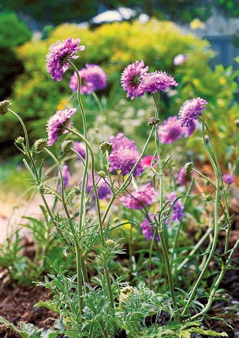 The tips below shall guide you! Vibrant Perennial Flowers That Bloom All Summer | Flowers ...