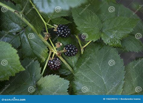 Ripe Blackberry On A Branch In Garden Stock Photo Image Of Outdoors