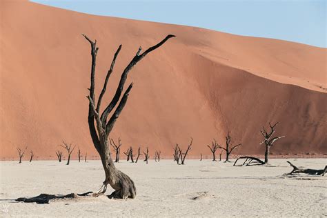 The Trees Of Deadvlei Petrified Witnesses Of Namib Desert