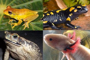 Características diferenciadoras de los grupos de Anfibios La guía de
