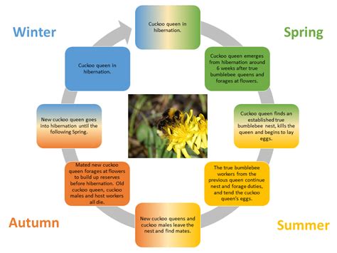 About Bumblebees All Ireland Pollinator Plan