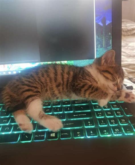 Kitten Sleeping On Keyboard Catsonkeyboards