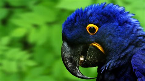 Only the best hd background pictures. Blue Parrot Widescreen HD Laptop Wallpaper | Free Wallpapers