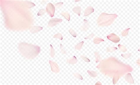 Pink Sakura Falling Petals Background Vector Illustration Eps