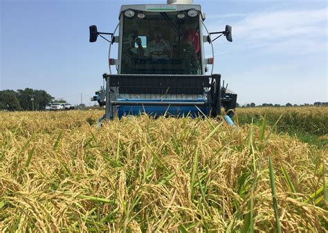 Rice Harvest Underway Yields Acreage In Question Mississippi State