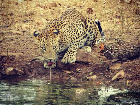 Leopard On Zone 1 Ranthambhore Wildlife Park Wildlife Photos