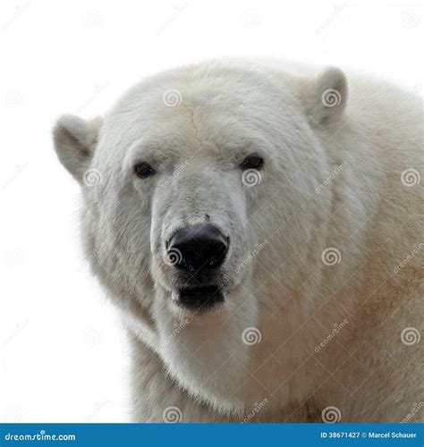 Polar Bear Portrait Stock Image Image Of Cold America 38671427
