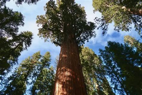 Amazing Facts About Redwood Trees Adequate Travelworld Tour And Travel