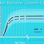 Golden Retreiver Growth Chart