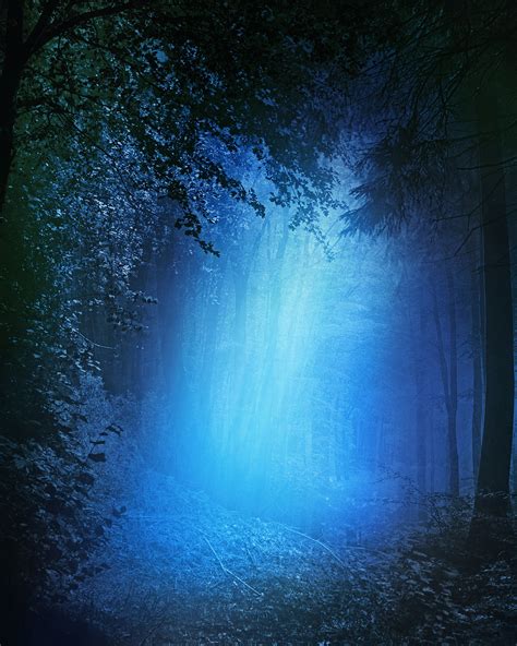 Night Forest Free Stock Photo Public Domain Pictures