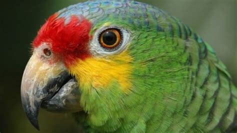 Tia-bird | Parrot training, Parrot, African grey parrot