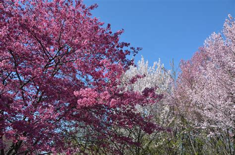 National Cherry Blossom Festival Tips And Tricks — Urban Atlas