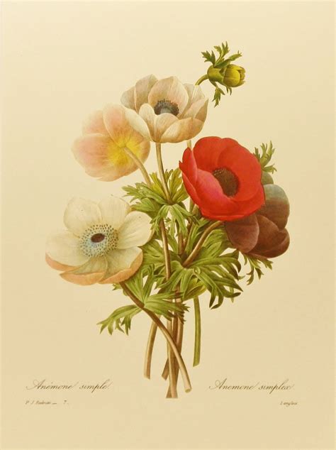 Red Poppy Art Poppy Anemones French Country Decor By Pierre Redoute