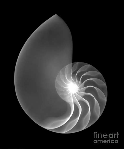 Chambered Nautilus Shell Photograph By Ted Kinsman Fine Art America