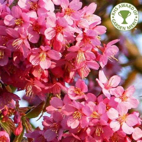Prunus Kursar Buy Small Pink Flowering Cherry Blossom Trees