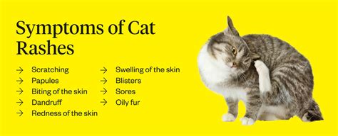 Cat Dermatitis Symptoms Causes Treatments Vlrengbr
