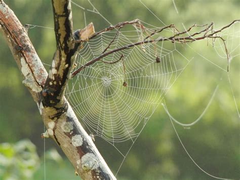 Amazing Spiders Strange Interesting And Scary Facts Owlcation