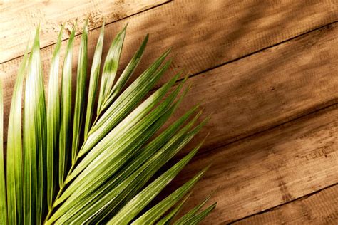 Best Palm Sunday Stock Photos Pictures And Royalty Free
