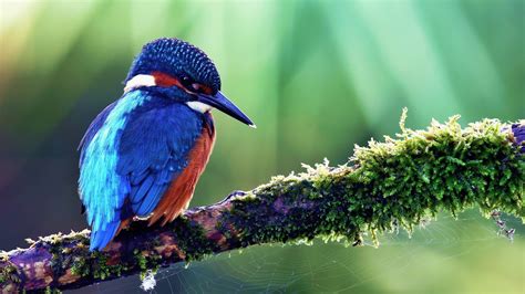 Kingfisher On Tree Branch Image Id 317702 Image Abyss