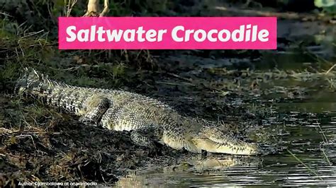 Saltwater Crocodile Crocodylus Porosus Youtube