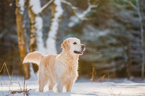 Golden Retriever Dog Running In The Snow Stock Photo Image Of Friend