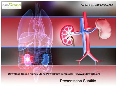 Ppt Download Kidney Stone Powerpoint Templates Powerpoint