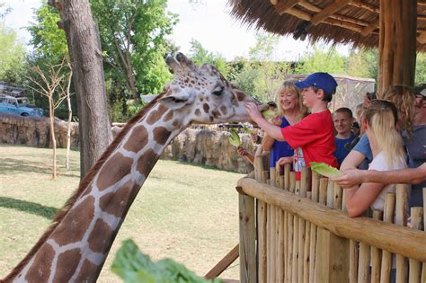 Feed Giraffes at Fort Worth Zoo - Life. Family. Joy