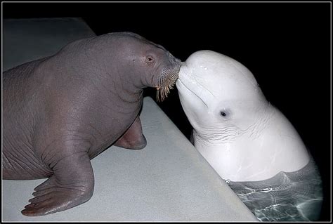 beluga whales kissing