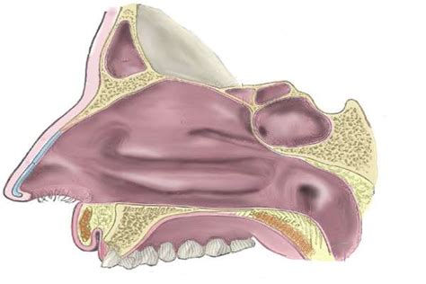 Cavidade Nasal Anatomia Função Fossas Nasais Planeta Biologia