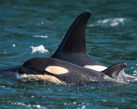 Researchers Celebrate Birth Of Orca To Endangered Southern Resident