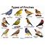 Finches List Of Types With Pictures & Care Tips  Singing Wings Aviarycom