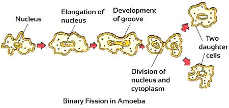 The amoeba was dicovered in 1965 in australia, but now its only known habitat is in the united states. In the slides showing binary fission in Amoeba and budding ...