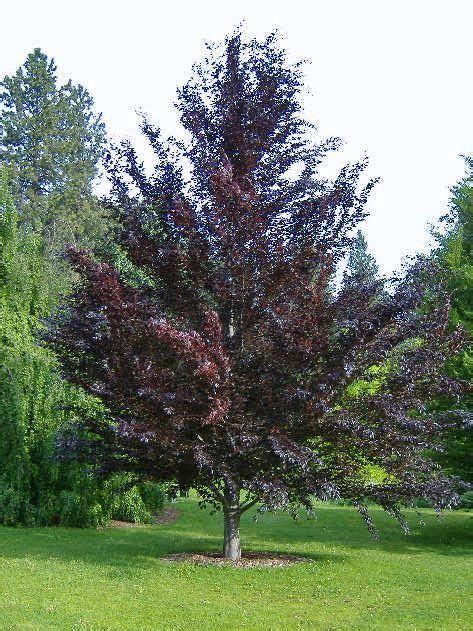 Rivers Purple Beech Is An Extremely Unique Specimen Tree That Will