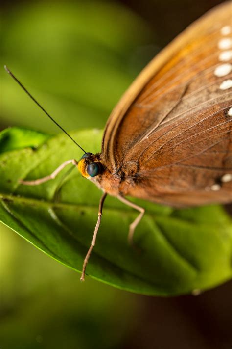 Macro Photography Of Brown Butterfly · Free Stock Photo