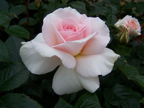 Hybrid Tea Rose For Sale By Mail Order From East Sussex Planting