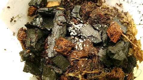 Learning how to get rid of springtails is a the insecticide used contains powerful chemicals, which can eliminate all the pests in your home in just a. SPRINGTAIL CULTURE - YouTube
