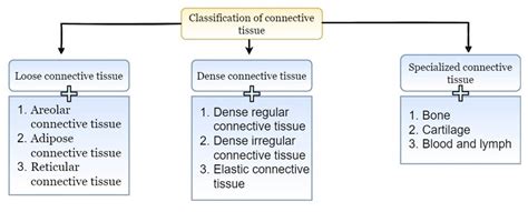 Connective Tissues And Their Functions