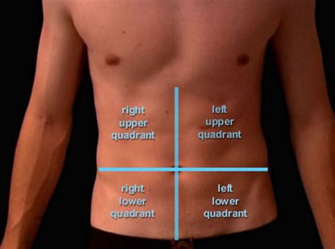 Location And Pictures Of Different Organs In The Abdomen Quadrants Of The Abdomen Digestive